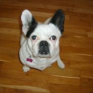 Blanding af racer Emma