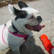 Blanding af racer Emma