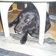 Labrador retriever Speedy<33