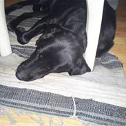 Labrador retriever Speedy<33
