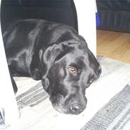 Labrador retriever Speedy<33