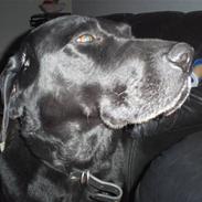 Labrador retriever Speedy<33