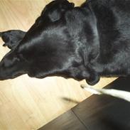 Labrador retriever Speedy<33