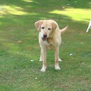 Labrador retriever nugga