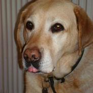 Labrador retriever nugga