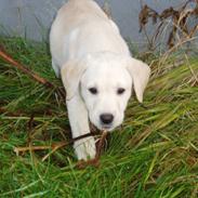 Labrador retriever Sia