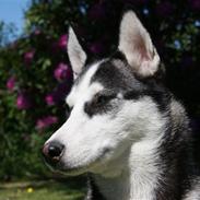 Siberian husky Sasha