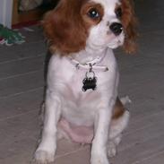 Cavalier king charles spaniel Molly