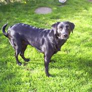 Labrador retriever Roya