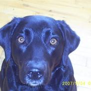 Labrador retriever Roya