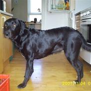 Labrador retriever Roya