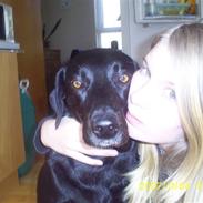 Labrador retriever Roya