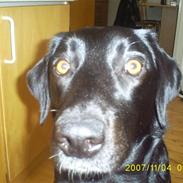 Labrador retriever Roya