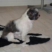 Lhasa apso Joey