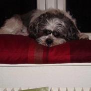 Lhasa apso Joey