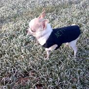 Chihuahua nemo R.I.P