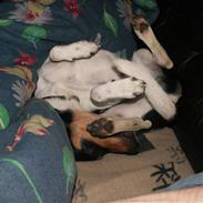 Dansk svensk gaardhund mickey