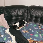 Dansk svensk gaardhund mickey