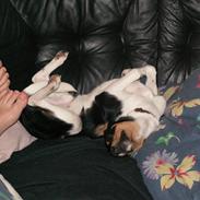 Dansk svensk gaardhund mickey