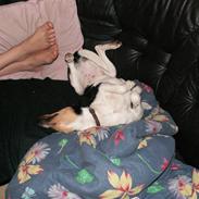 Dansk svensk gaardhund mickey