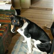 Dansk svensk gaardhund mickey