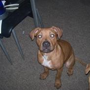 Amerikansk staffordshire terrier junior R.I.P