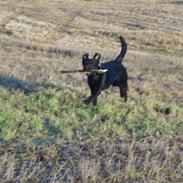 Labrador retriever Max