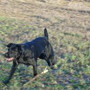 Labrador retriever Max