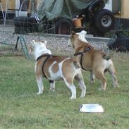 Engelsk bulldog Magnus