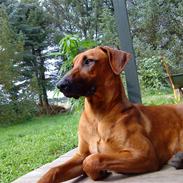 Rhodesian ridgeback Iljo R.i.P (Himmelhund)