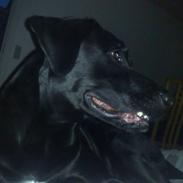 Blanding af racer Sambo