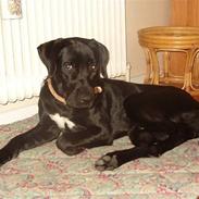 Blanding af racer Sambo