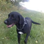 Blanding af racer Sambo