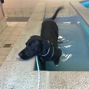 Blanding af racer Sambo