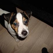 Jack russell terrier Mille