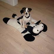 Jack russell terrier Mille