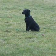 Labrador retriever Nykilde Sako