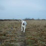 Dogo argentino Diva