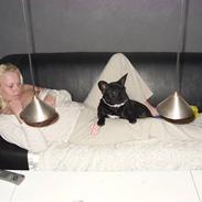 Fransk bulldog BELLA