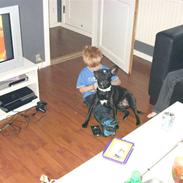 Fransk bulldog BELLA