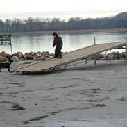 Fransk bulldog BELLA