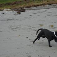 Fransk bulldog BELLA