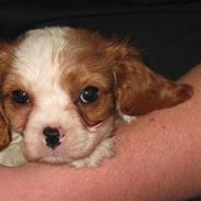 Cavalier king charles spaniel mulle