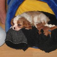 Cavalier king charles spaniel mulle