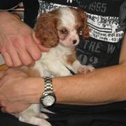 Cavalier king charles spaniel mulle