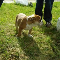 Engelsk bulldog Uffe Eric Cantona