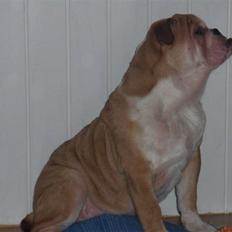 Engelsk bulldog Uffe Eric Cantona