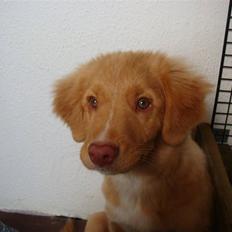 Nova scotia duck tolling retriever Simba