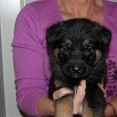 Schæferhund Laguso Qatto