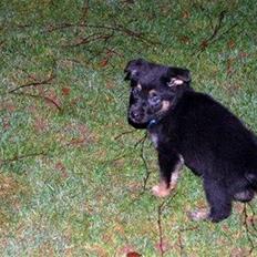 Schæferhund Laguso Qatto